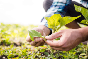 Imagem de destaque para post sobre CPR Verde no Blog Assinei. (Foto: Freepik)