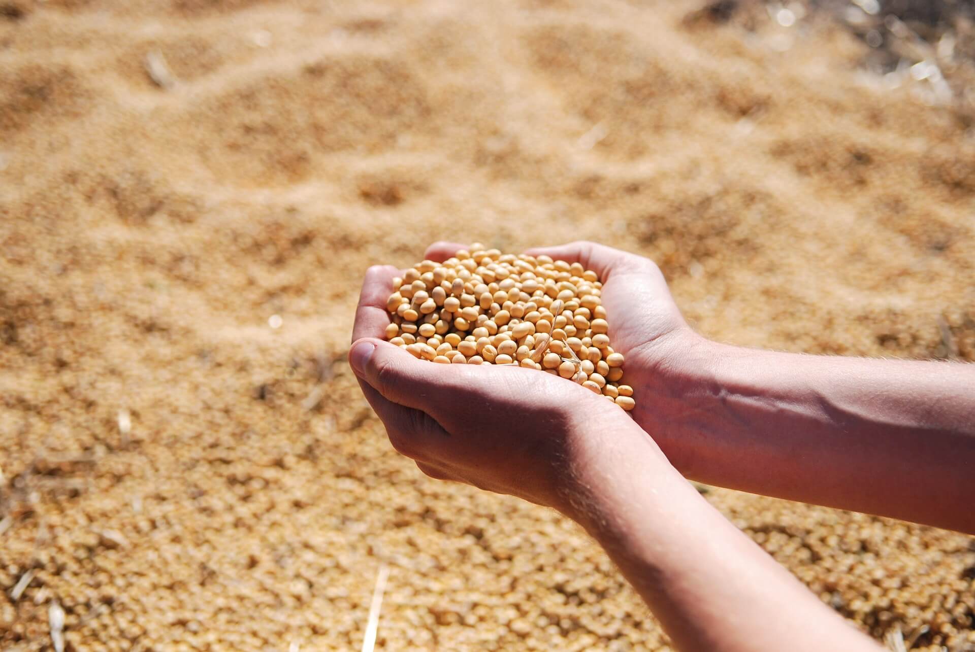 Imagem de destaque para post no Blog Assinei sobre contrato de compra e venda de grãos. Na imagem, uma pessoa com pele branca une as mãos em forma de concha e segura vários grãos de soja. Ao fundo da imagem, estão montes de grãos de soja.